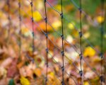 Fall on Mount Desert Island 2016 Fall on Mount Desert Island 2016